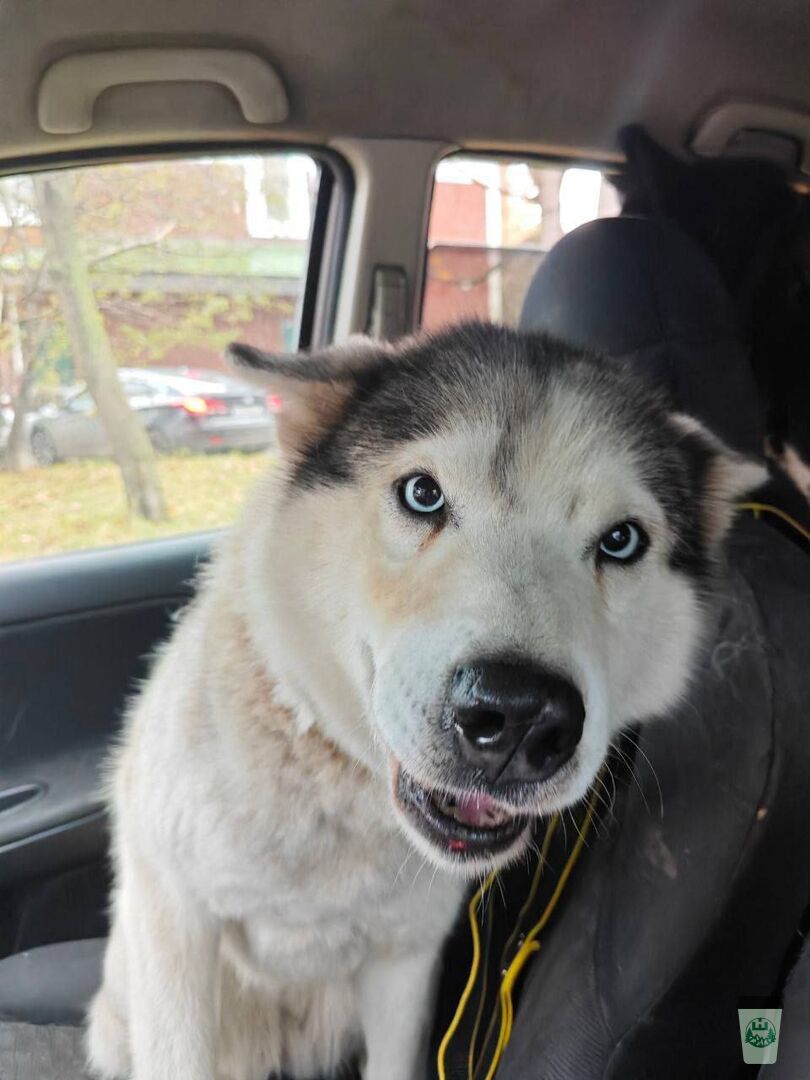 Пять ездовых собак из Арктики переедут в Шерегеш