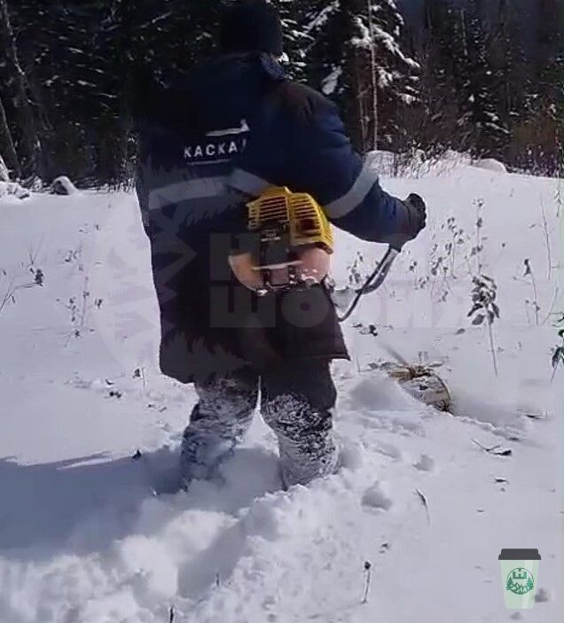 В Шерегеше работников заставили косить траву в снегу